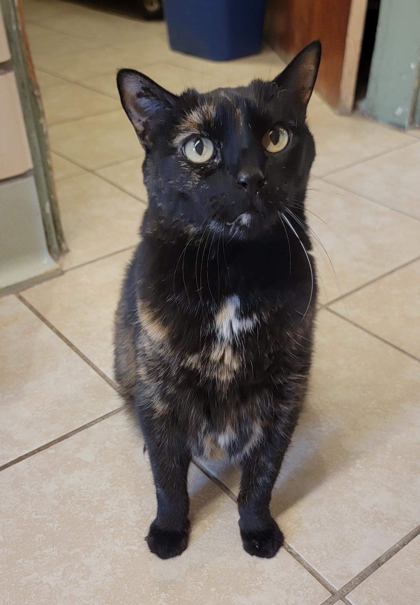 Enlarge Jinxi, a ADOPTABLE Calico in Pueblo, CO image 1/1