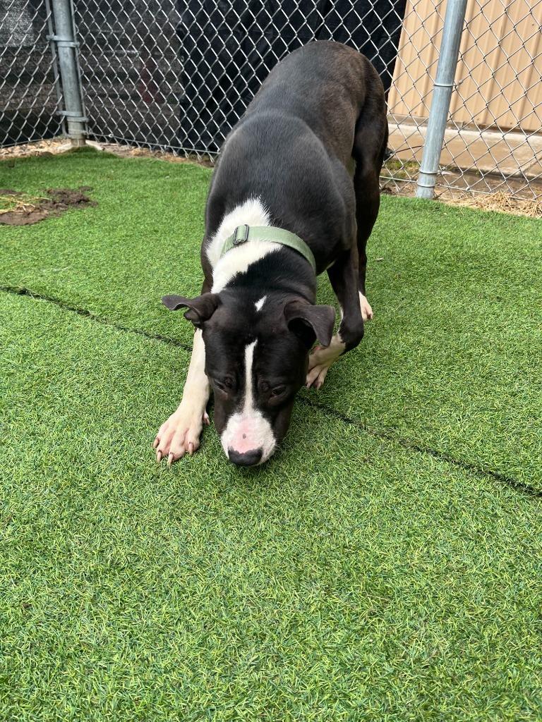 Enlarge Lilly, a Adoptable mixed breed in New Kensington, PA image 1/6