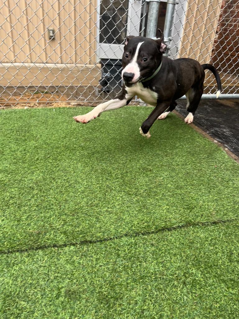 Enlarge Lilly, a Adoptable mixed breed in New Kensington, PA image 2/6