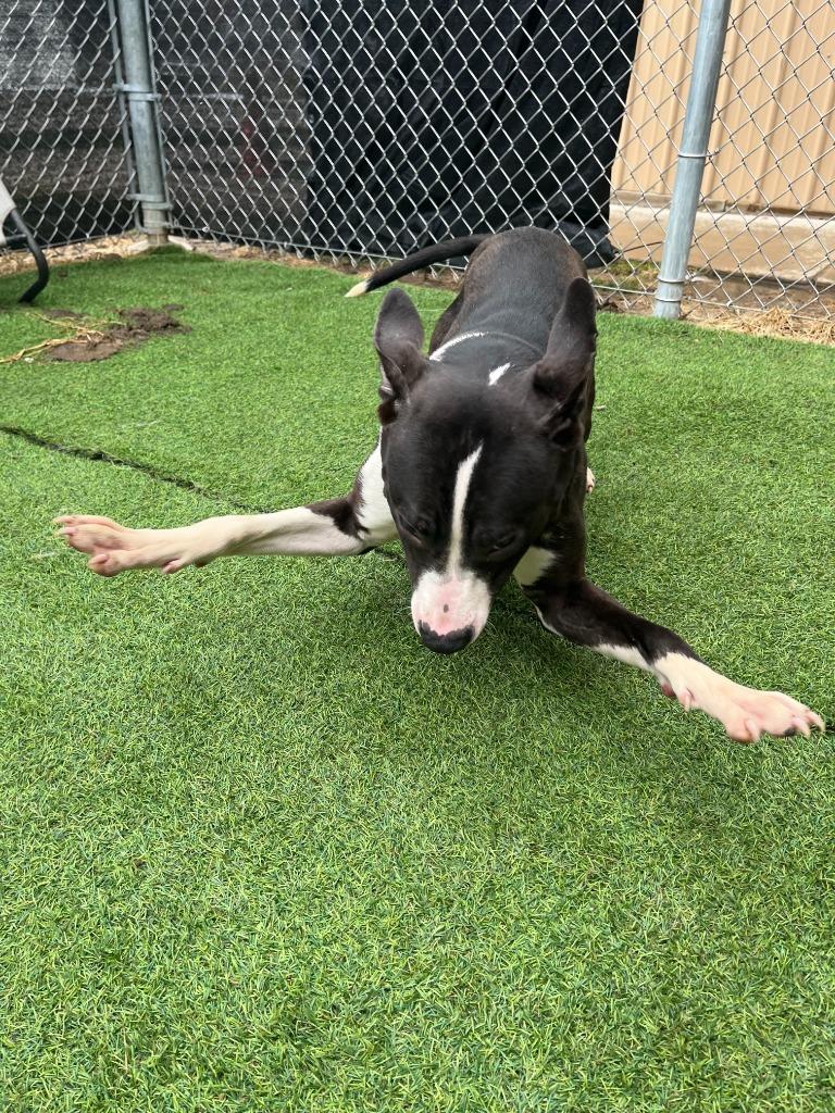 Enlarge Lilly, a Adoptable mixed breed in New Kensington, PA image 3/6