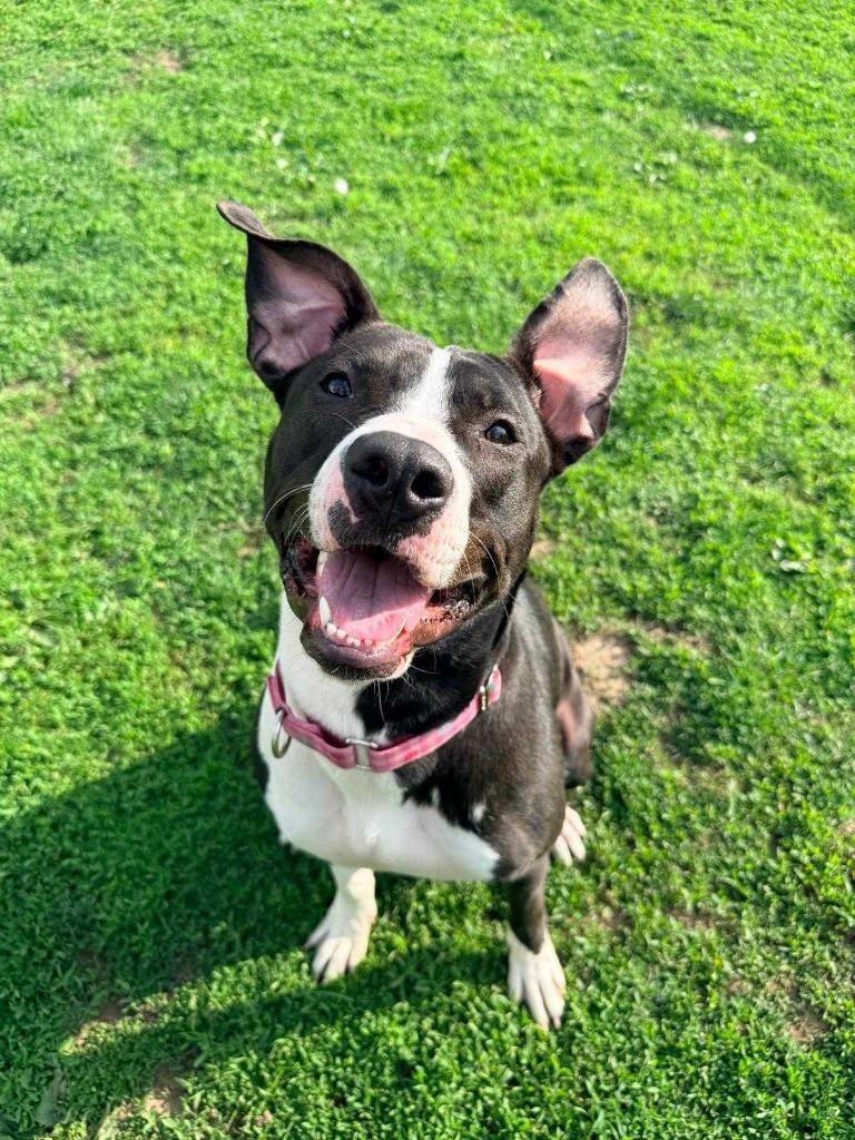 Enlarge Lilly, a Adoptable mixed breed in New Kensington, PA image 4/6