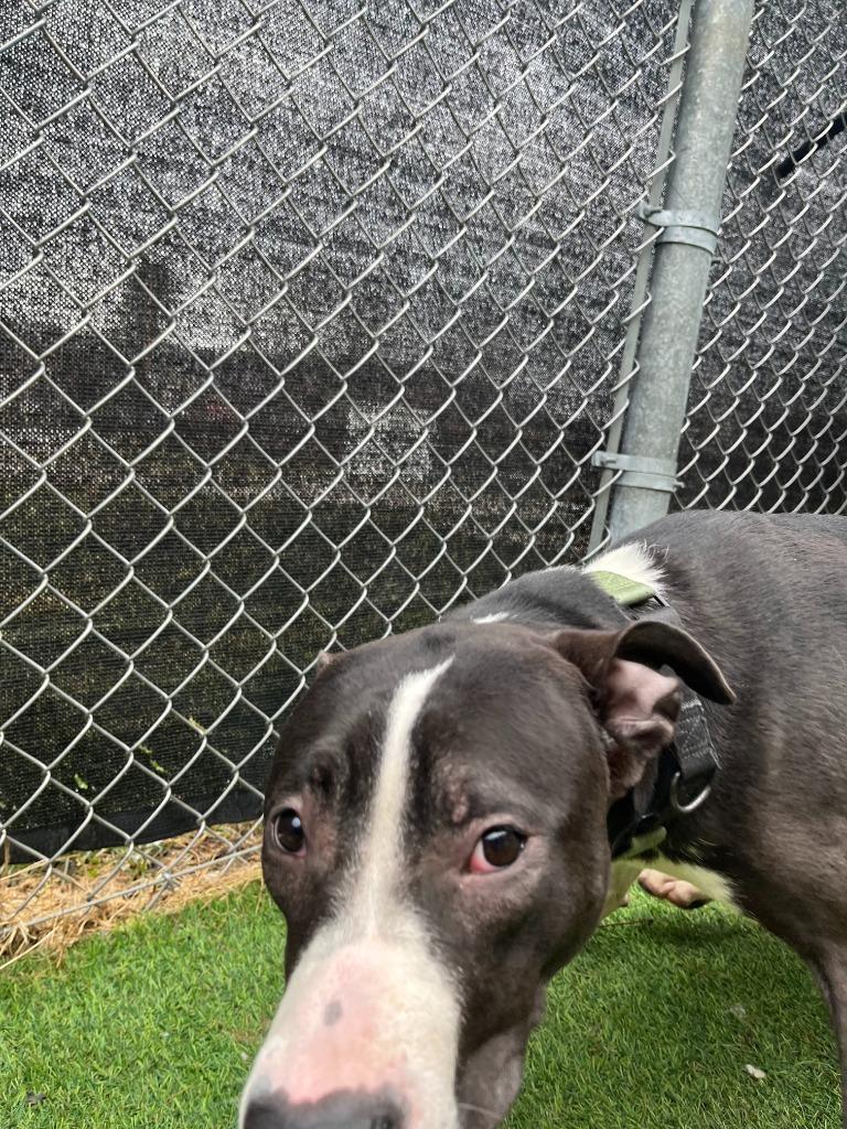 Enlarge Lilly, a Adoptable mixed breed in New Kensington, PA image 4/6