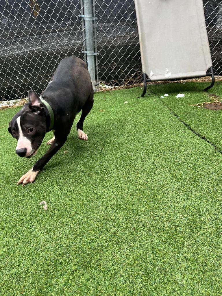 Enlarge Lilly, a Adoptable mixed breed in New Kensington, PA image 5/6