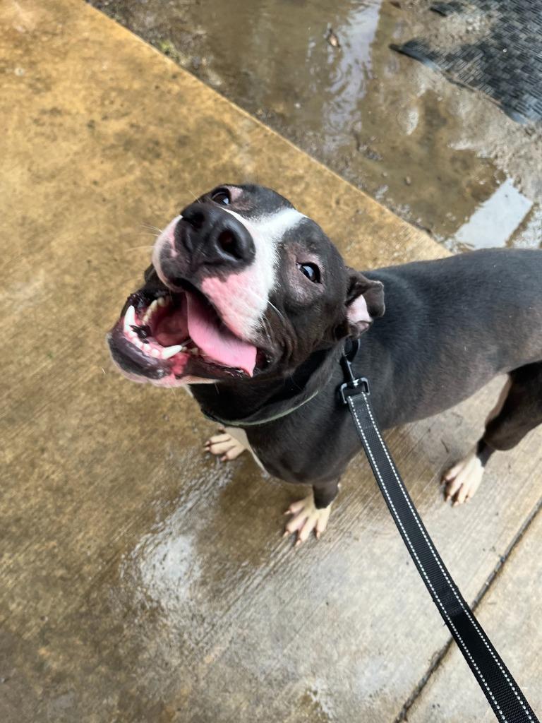 Enlarge Lilly, a Adoptable mixed breed in New Kensington, PA image 6/6