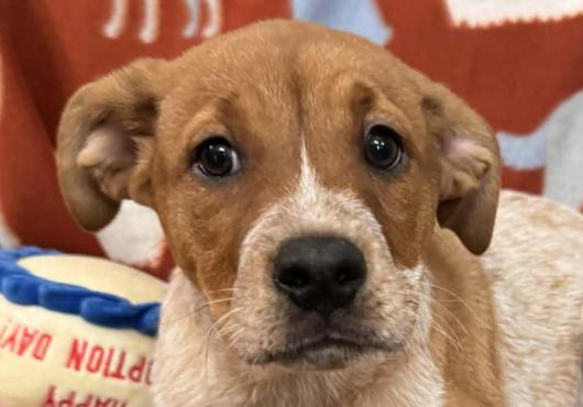 Enlarge Lucy Peanuts, an adopted mixed breed in Andover, MA image 1/6
