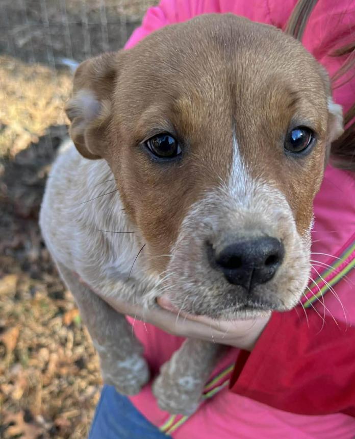 Enlarge Lucy Peanuts, an adopted mixed breed in Andover, MA image 3/6