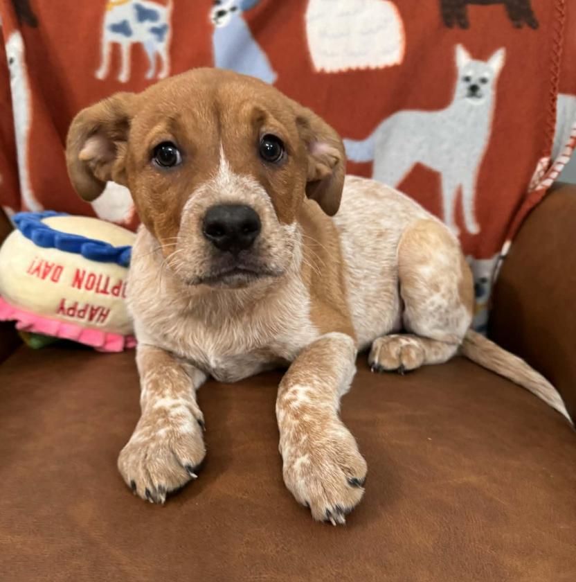 Enlarge Lucy Peanuts, an adopted mixed breed in Andover, MA image 5/6