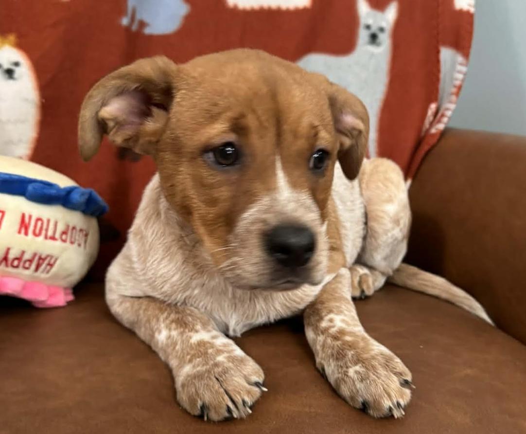 Enlarge Lucy Peanuts, an adopted mixed breed in Andover, MA image 4/6