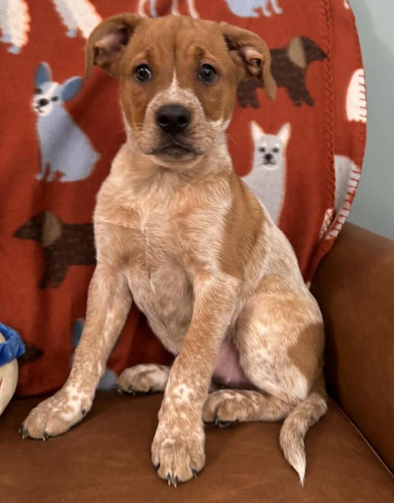 Enlarge Lucy Peanuts, an adopted mixed breed in Andover, MA image 6/6