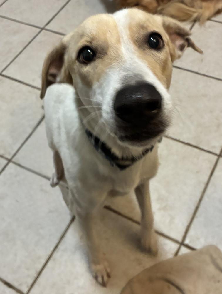Lady Lisa, a Adoptable Greyhound in Randolph, MA image 1/3