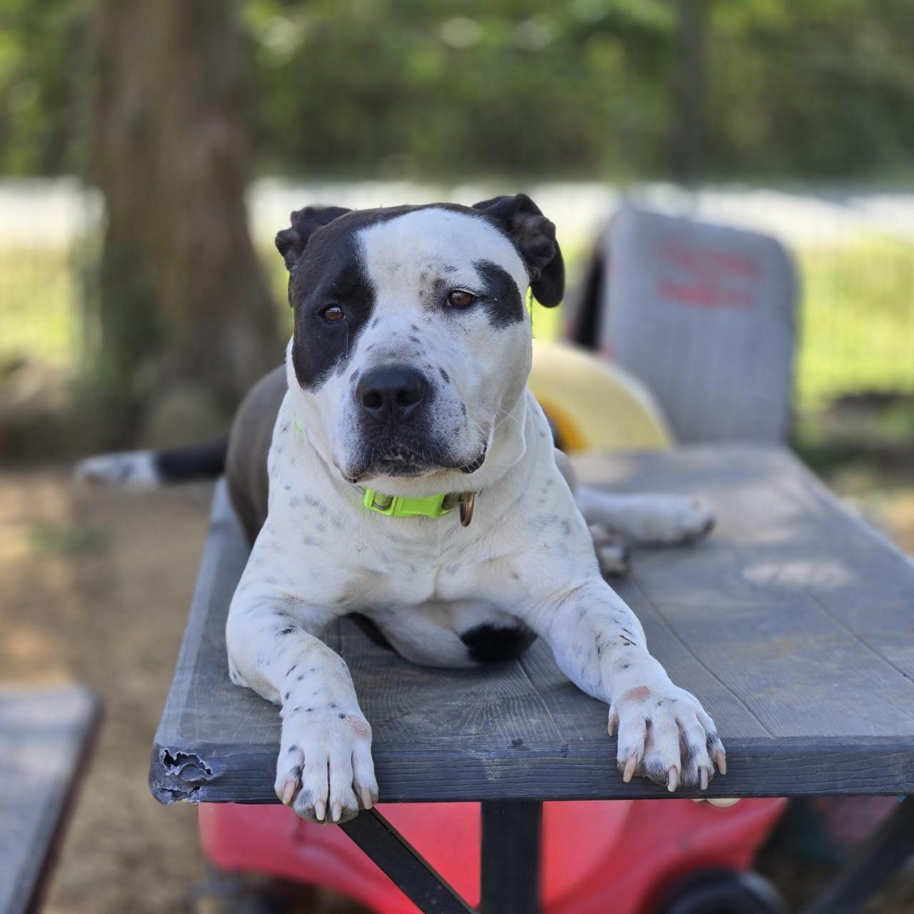 Silas, a Adoptable mixed breed in Mansfield, TX image 3/6