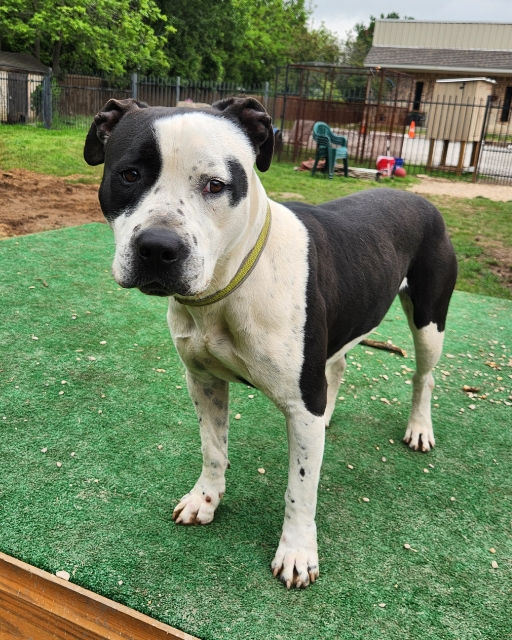 Silas, a Adoptable mixed breed in Mansfield, TX image 4/6