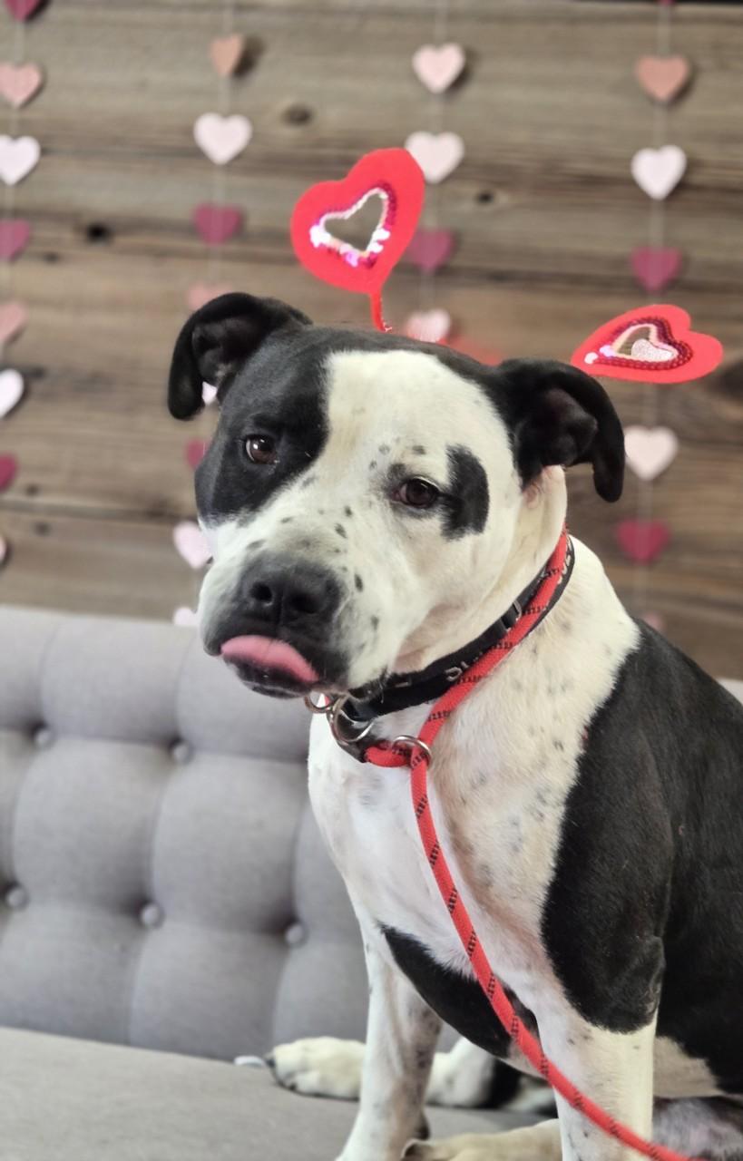 Silas, Adoptable, Adult Male American Bulldog.