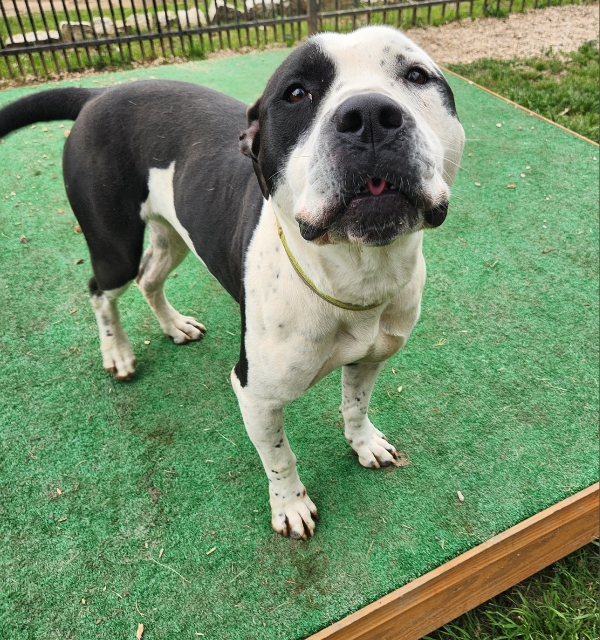 Silas, a Adoptable mixed breed in Mansfield, TX image 5/6