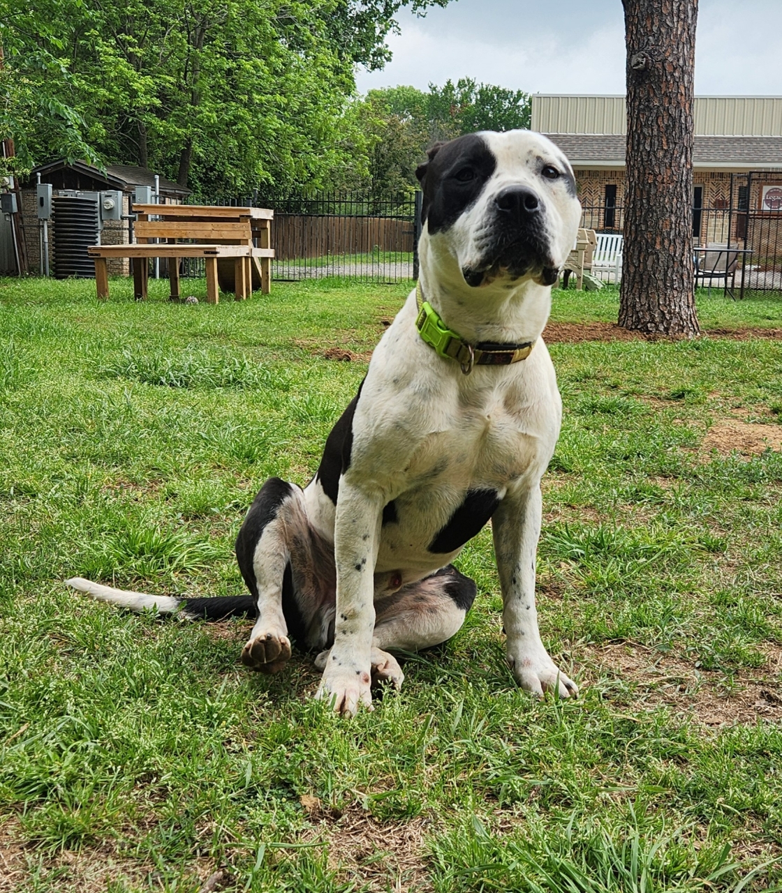 Silas, a Adoptable mixed breed in Mansfield, TX image 6/6