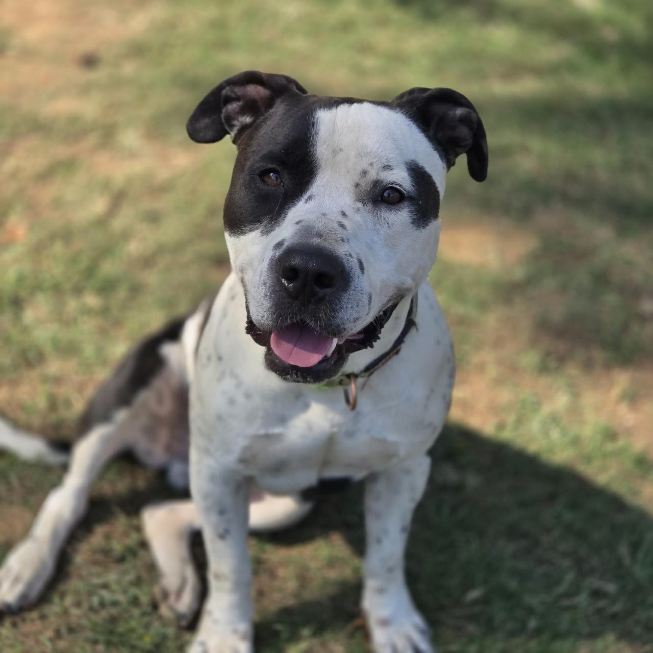 Silas, a Adoptable mixed breed in Mansfield, TX image 2/6