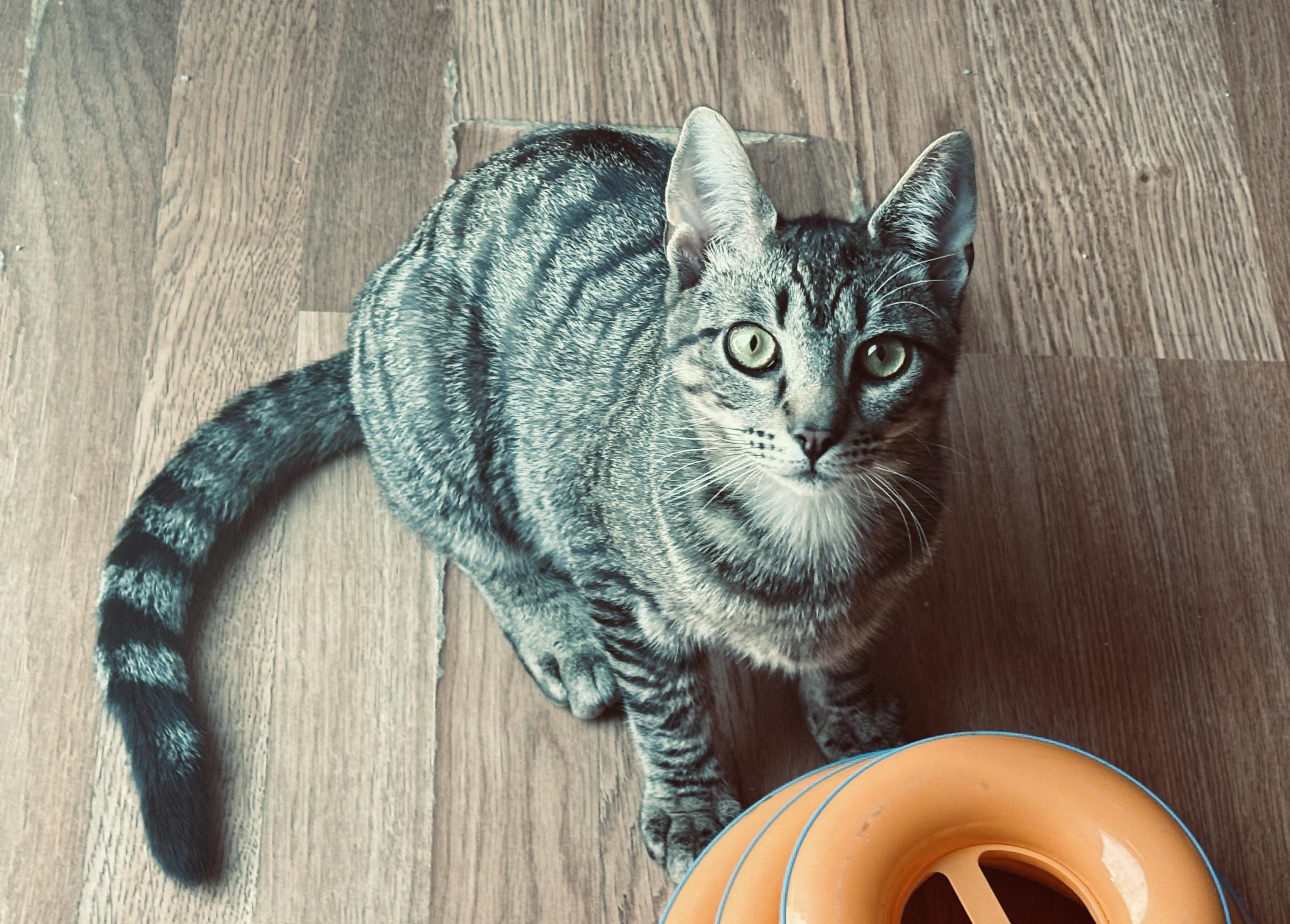 HANK (high-energy, loves kids), ADOPTABLE, Young Male Tabby & Tiger.