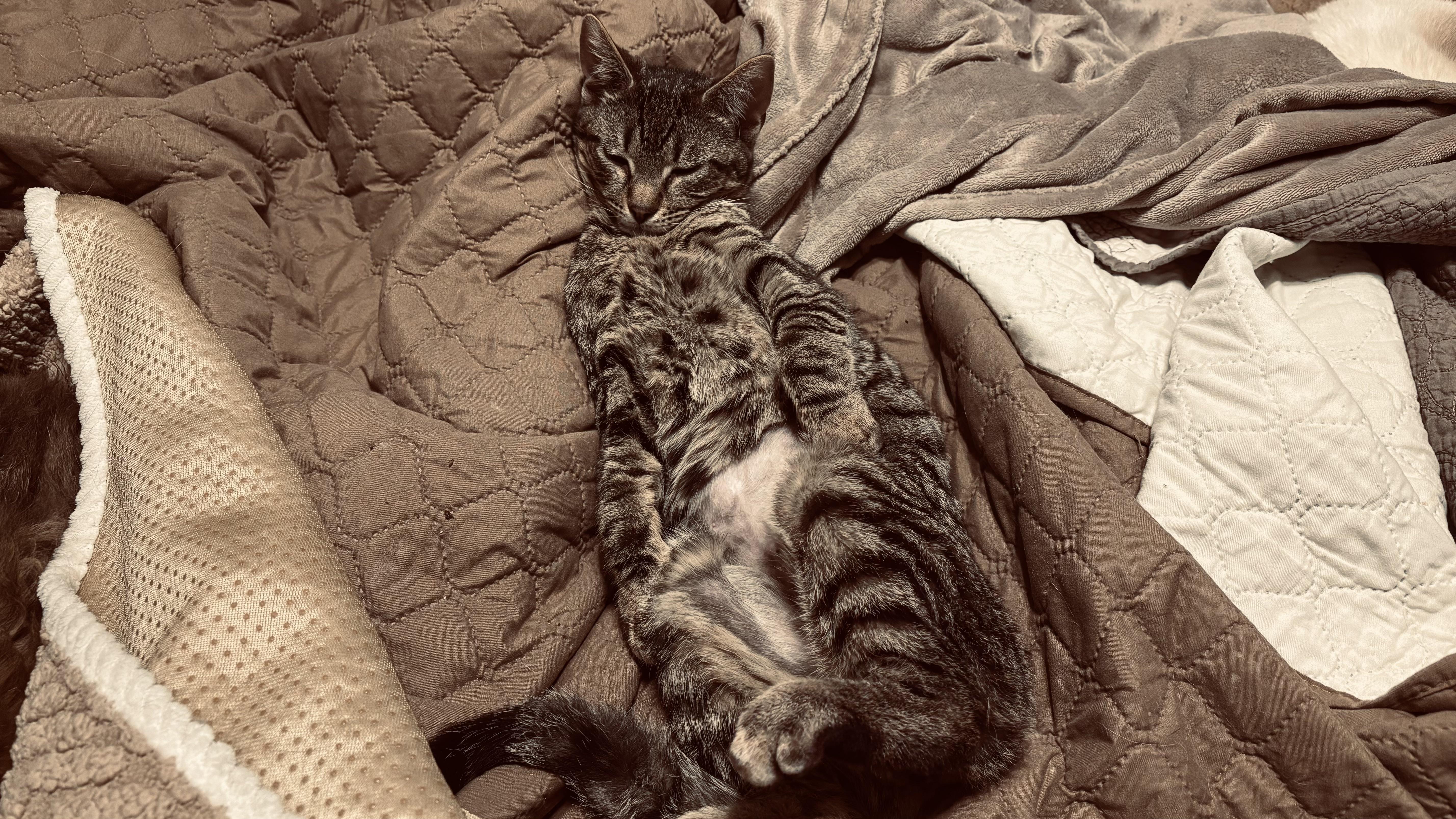 Enlarge HANK (high-energy, loves kids), a ADOPTABLE mixed breed in Southbury, CT image 4/4