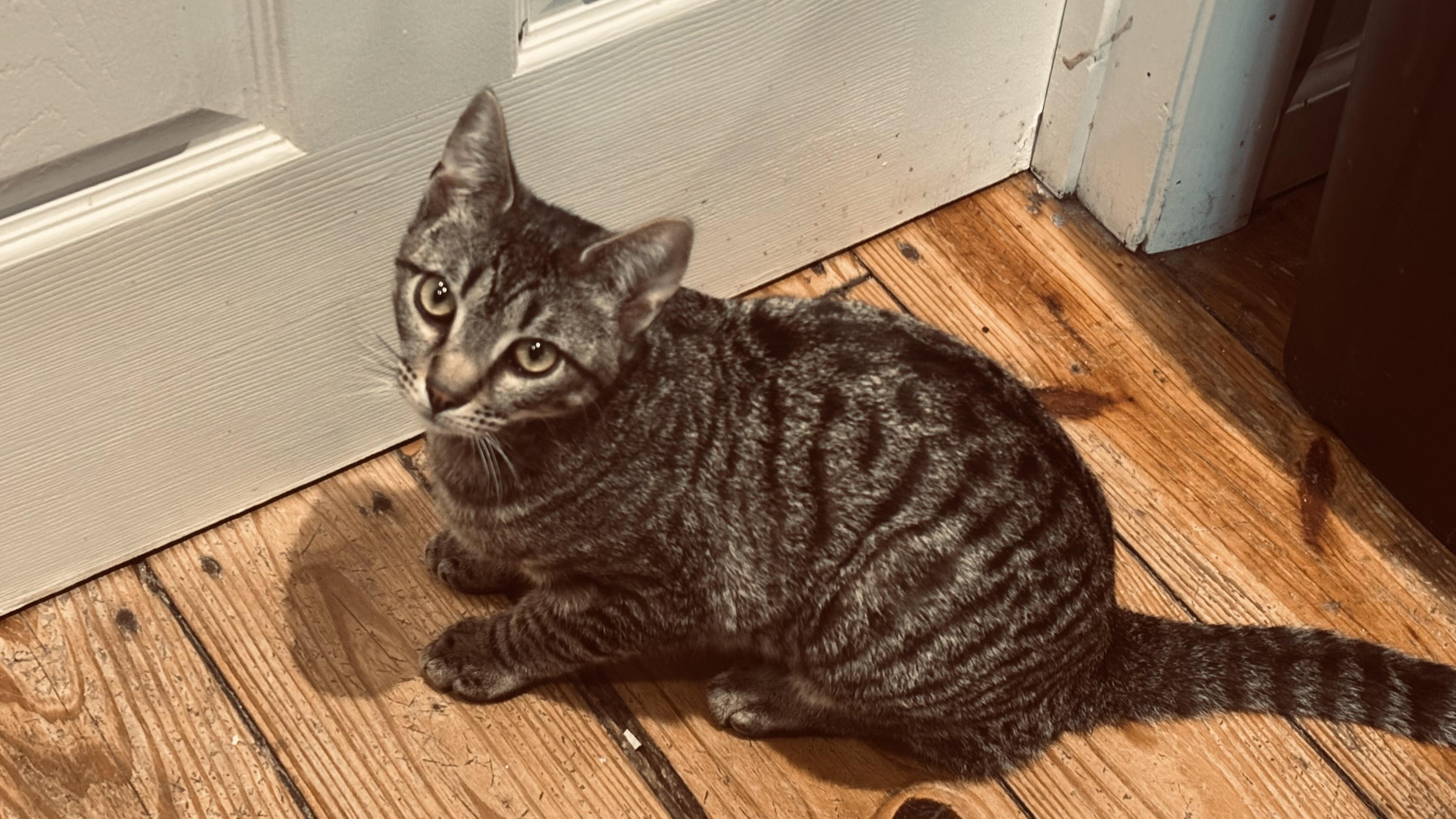 Enlarge HANK (high-energy, loves kids), a ADOPTABLE mixed breed in Southbury, CT image 2/4