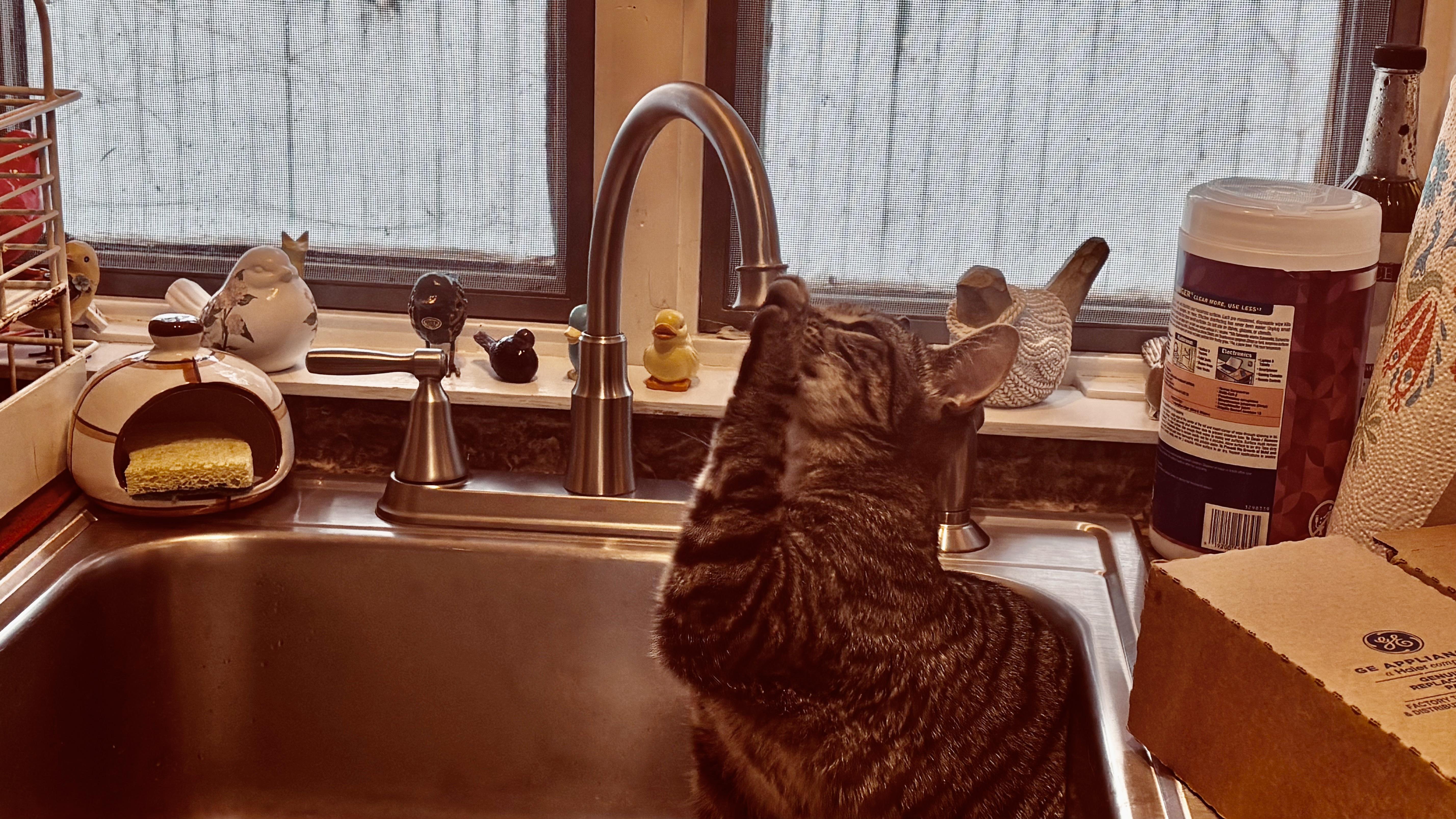 Enlarge HANK (high-energy, loves kids), a ADOPTABLE mixed breed in Southbury, CT image 3/4