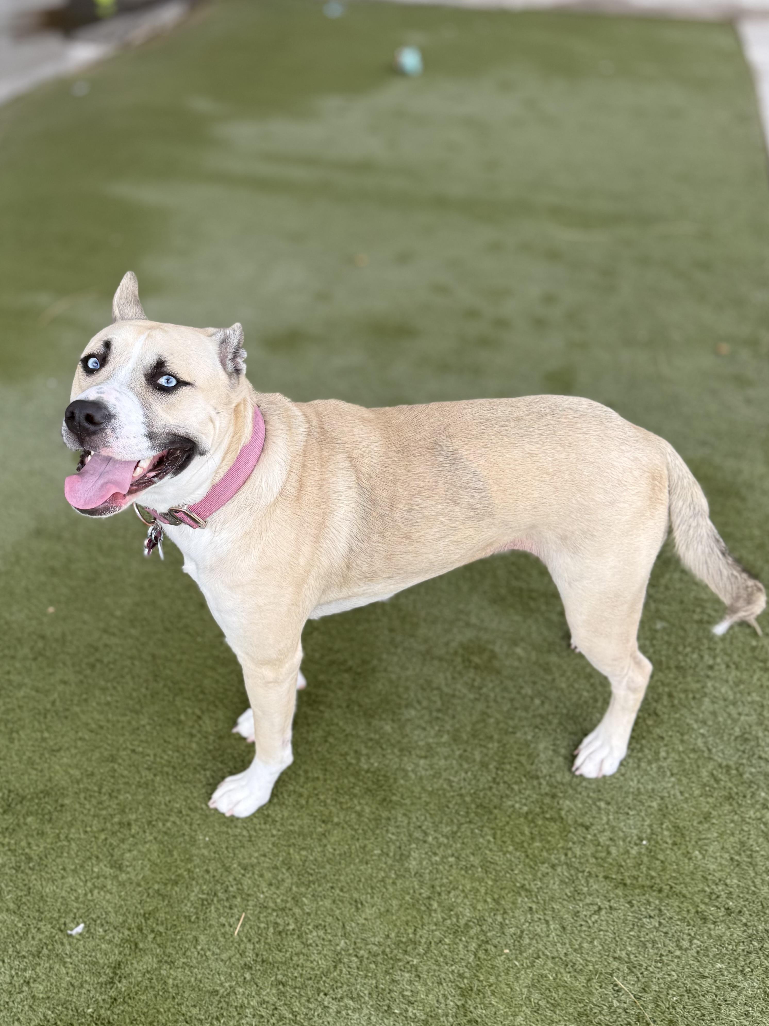 Enlarge Nala, a ADOPTABLE mixed breed in Boulder City, NV image 3/3