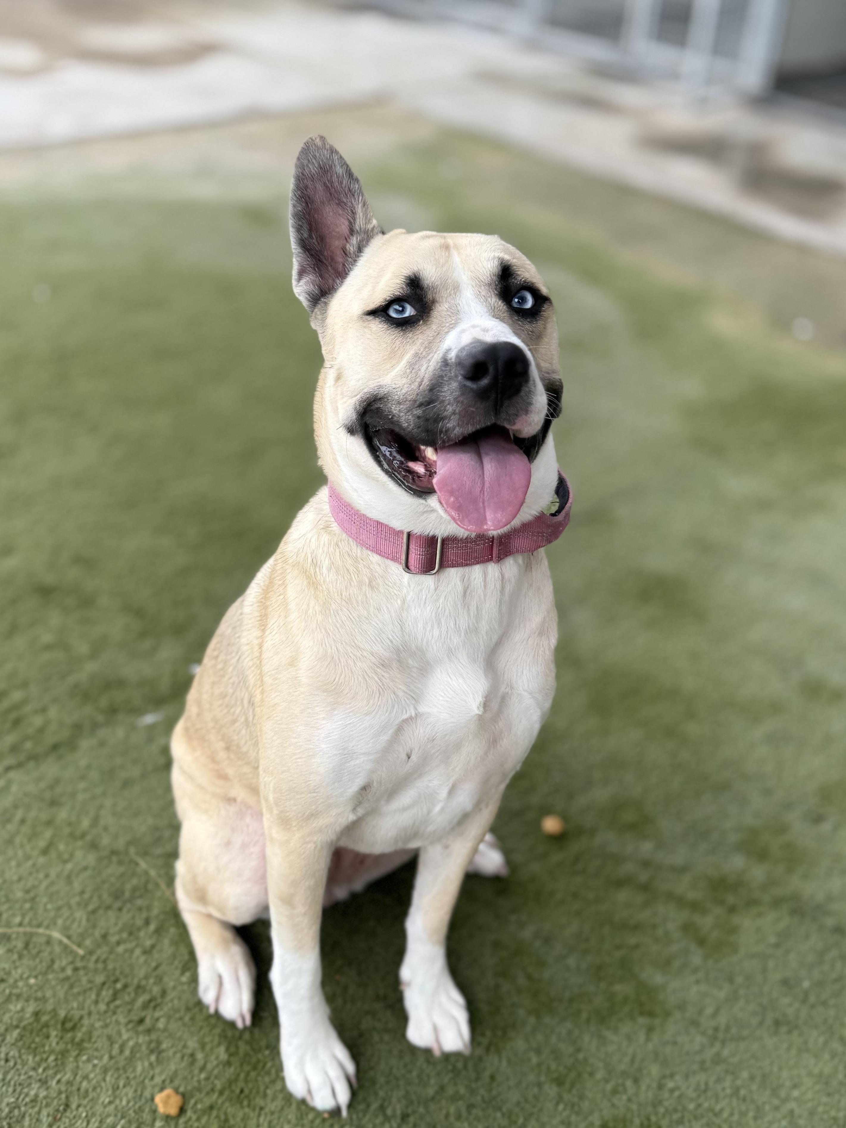 Nala, ADOPTABLE, Young Female Husky.