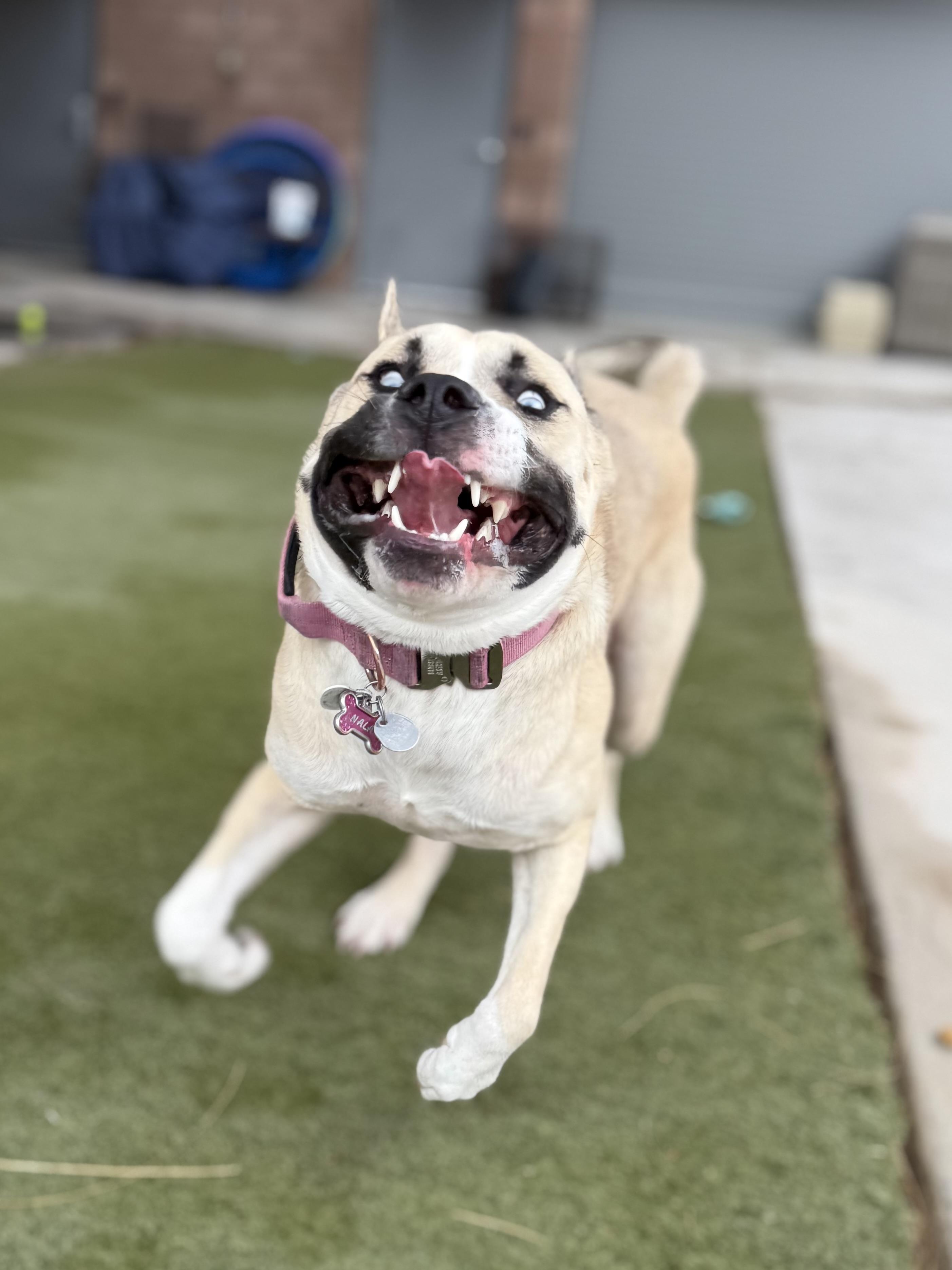 Enlarge Nala, a ADOPTABLE mixed breed in Boulder City, NV image 2/3