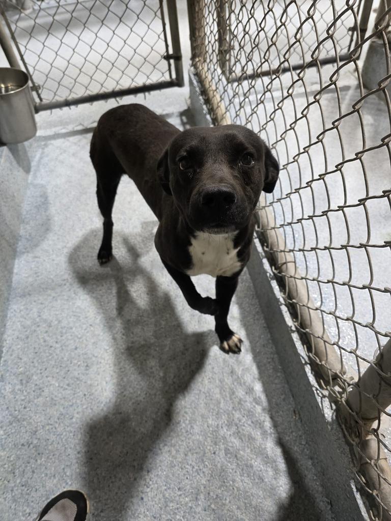 Enlarge Finn, a Adoptable mixed breed in Livingston, LA image 1/2