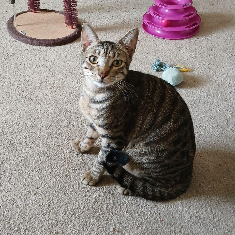 Tippy photo 3