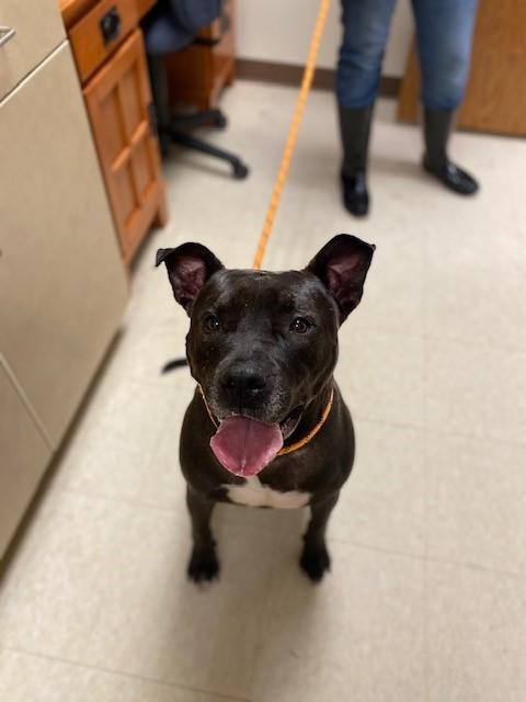 Enlarge Kobe, an adopted Pit Bull Terrier in Prudenville, MI image 1/2