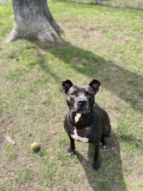 Enlarge Kobe, an adopted Pit Bull Terrier in Prudenville, MI image 2/2