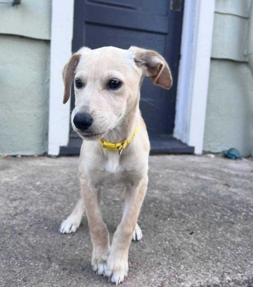 Enlarge Tarnasky / Marylou, a Adoptable mixed breed in Broomfield, CO image 1/6
