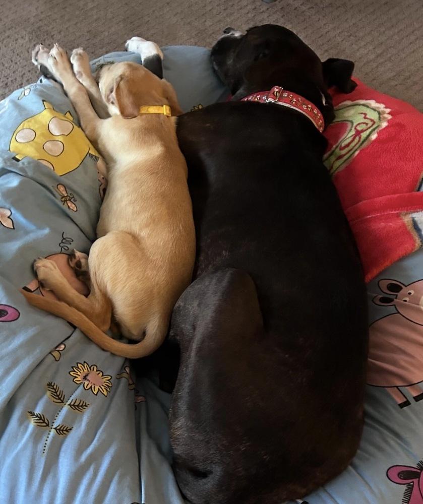 Enlarge Tarnasky / Marylou, a Adoptable mixed breed in Broomfield, CO image 2/6