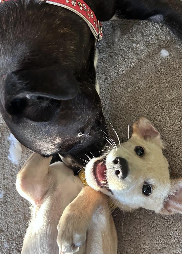 Enlarge Tarnasky / Marylou, a Adoptable mixed breed in Broomfield, CO image 4/6