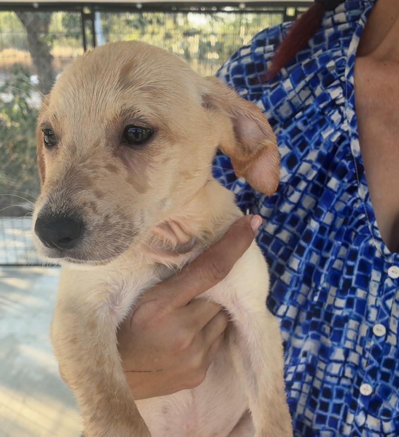 Enlarge Tarnasky / Marylou, a Adoptable mixed breed in Broomfield, CO image 5/6