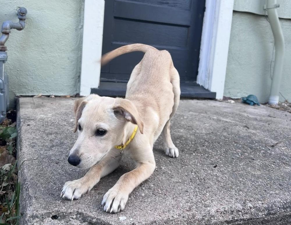 Enlarge Tarnasky / Marylou, a Adoptable mixed breed in Broomfield, CO image 6/6