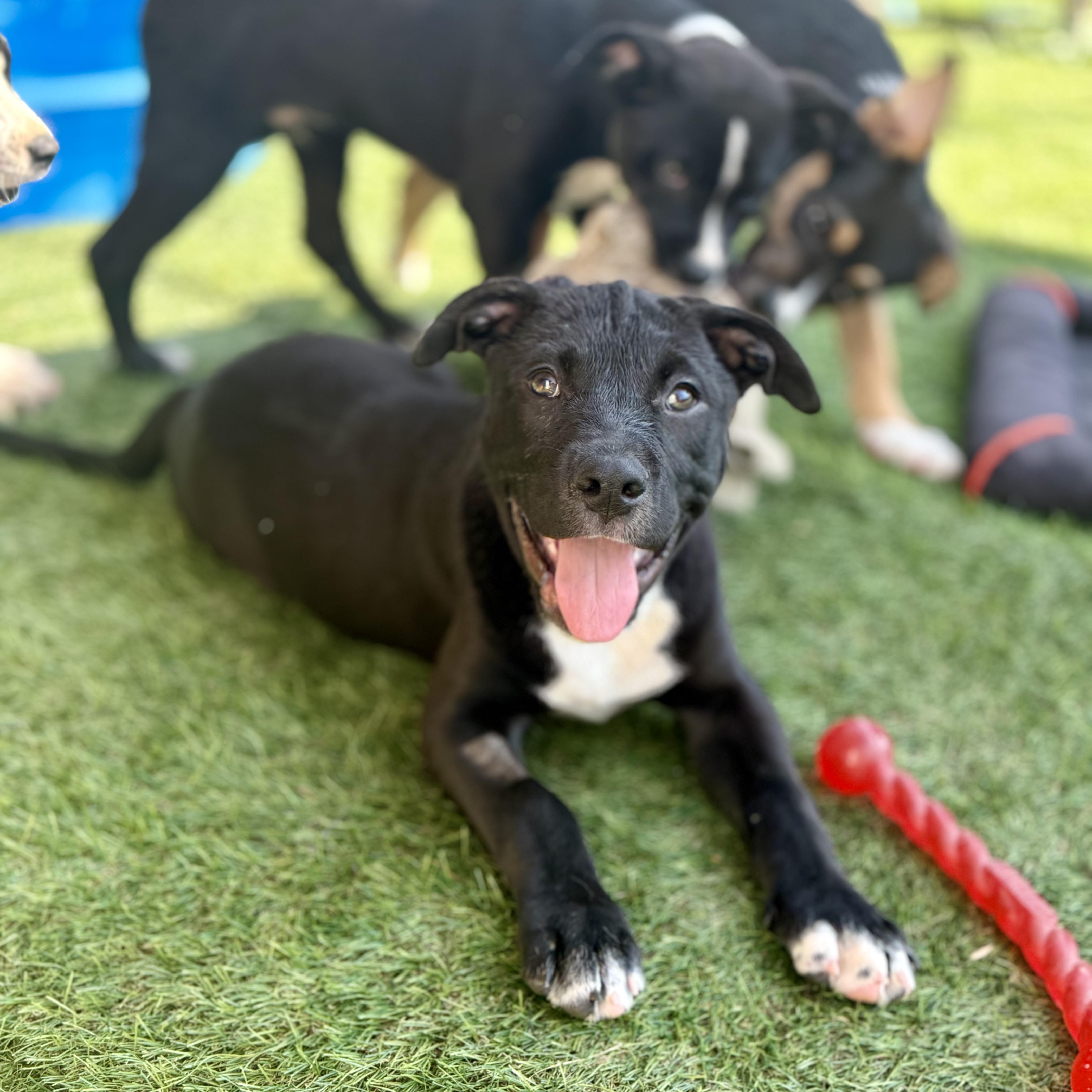 Milo, a Adoptable mixed breed in Glenolden, PA image 3/6