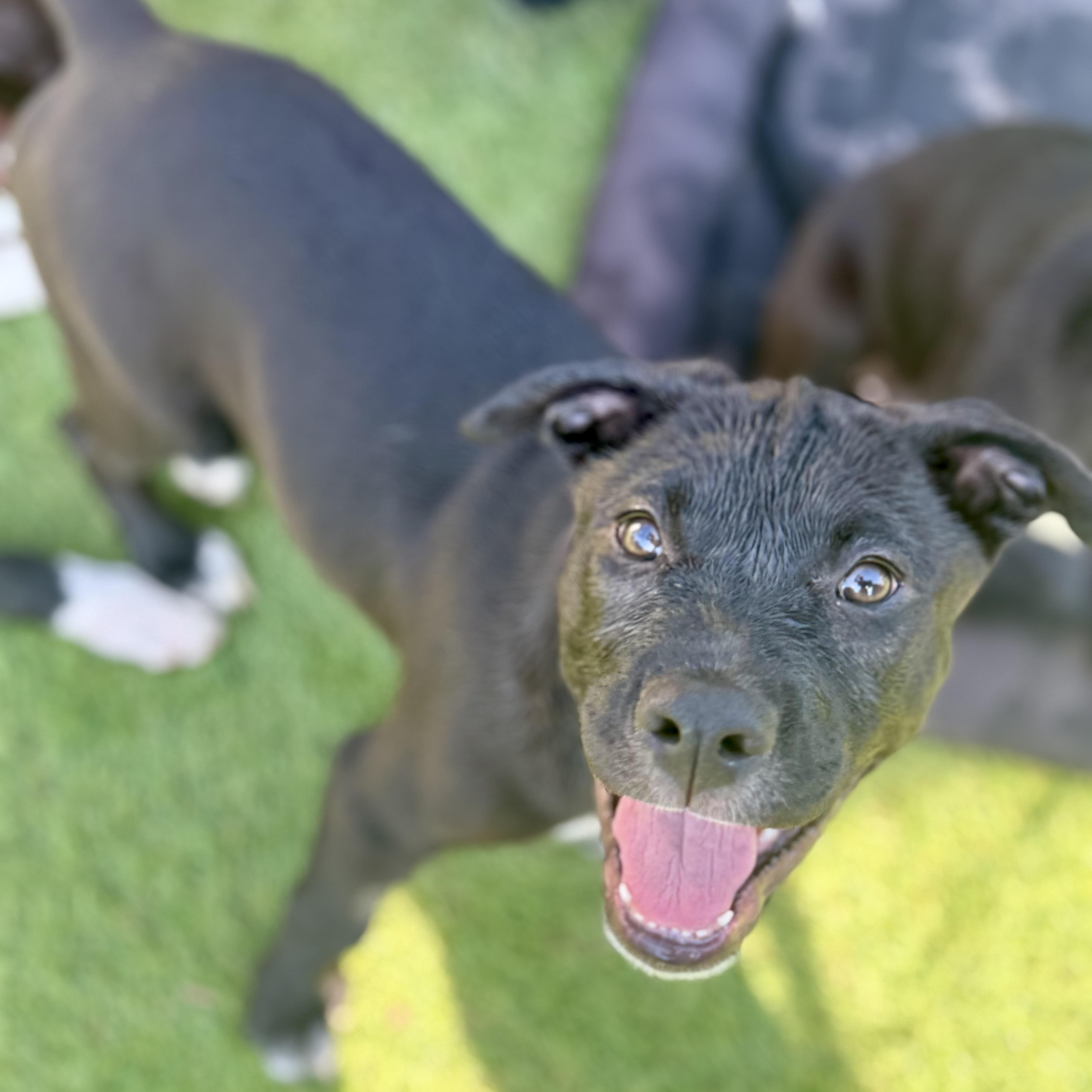 Milo, a Adoptable mixed breed in Glenolden, PA image 1/6
