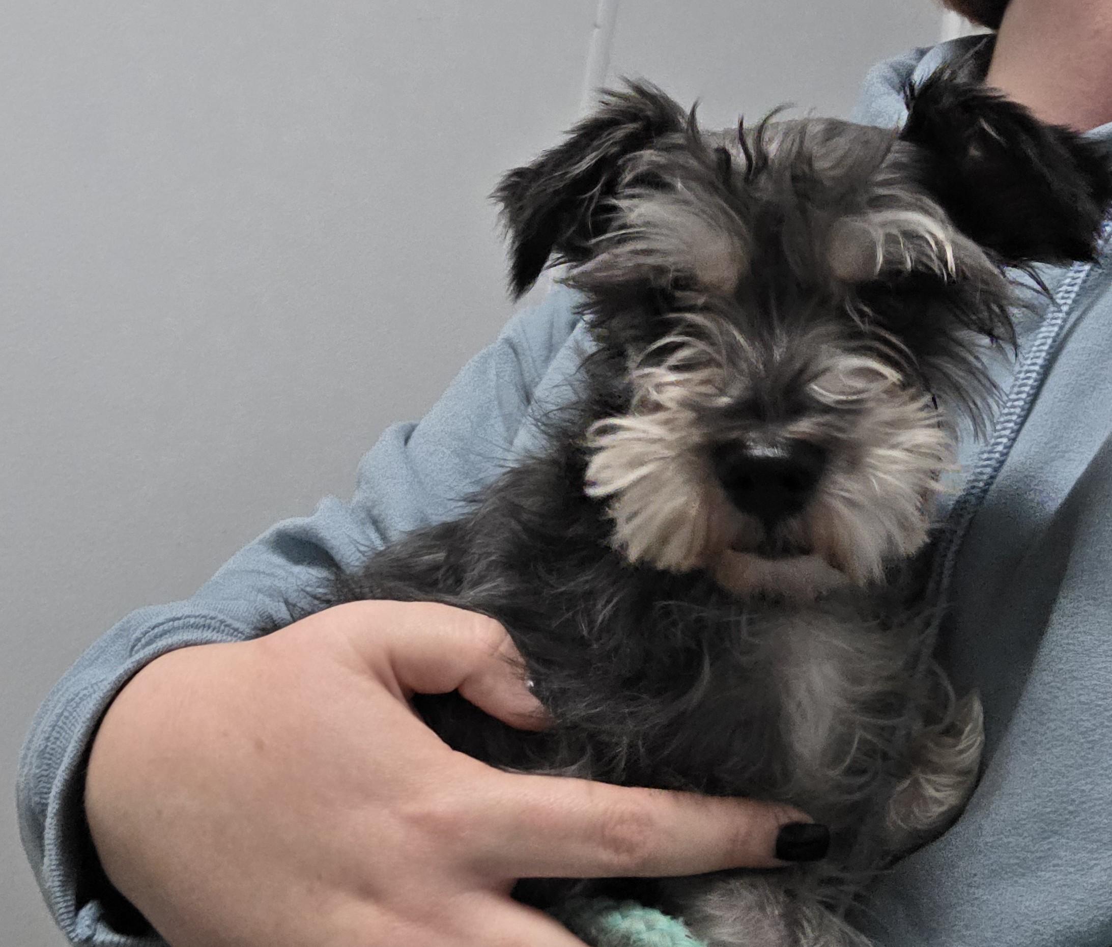 Enlarge Champ, a Adoptable mixed breed in Lexington, MI image 1/3