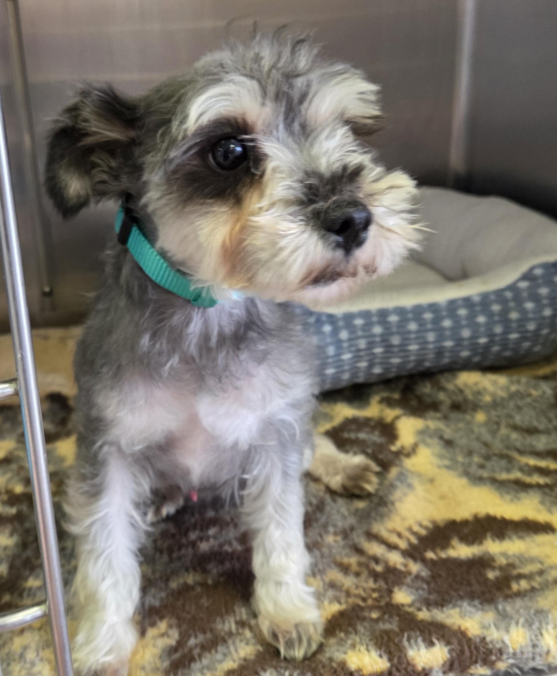 Enlarge Champ, a Adoptable mixed breed in Lexington, MI image 3/3