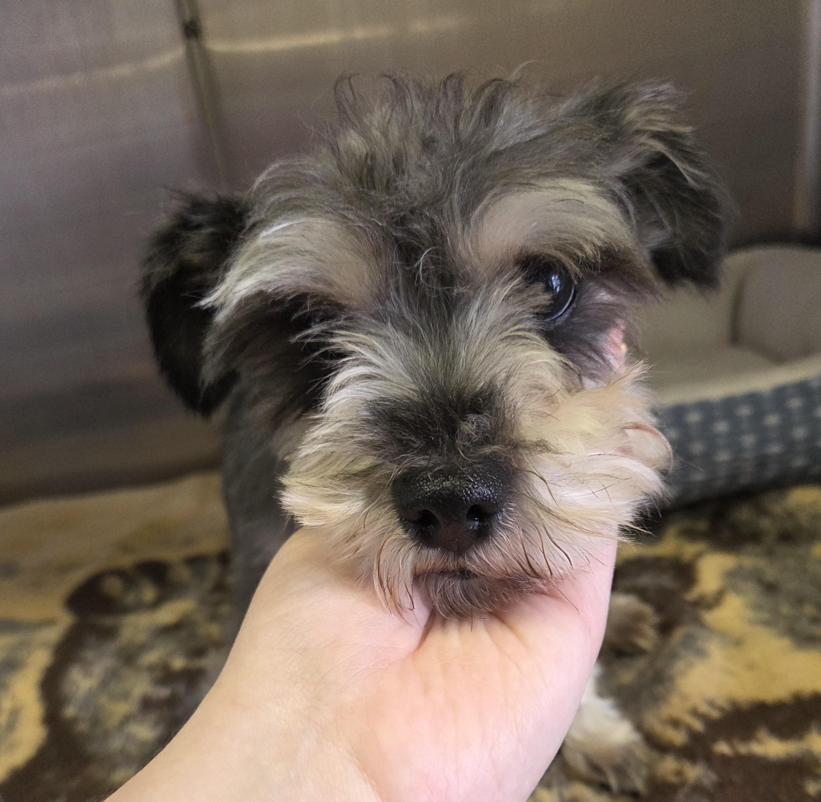 Enlarge Champ, a Adoptable mixed breed in Lexington, MI image 2/3