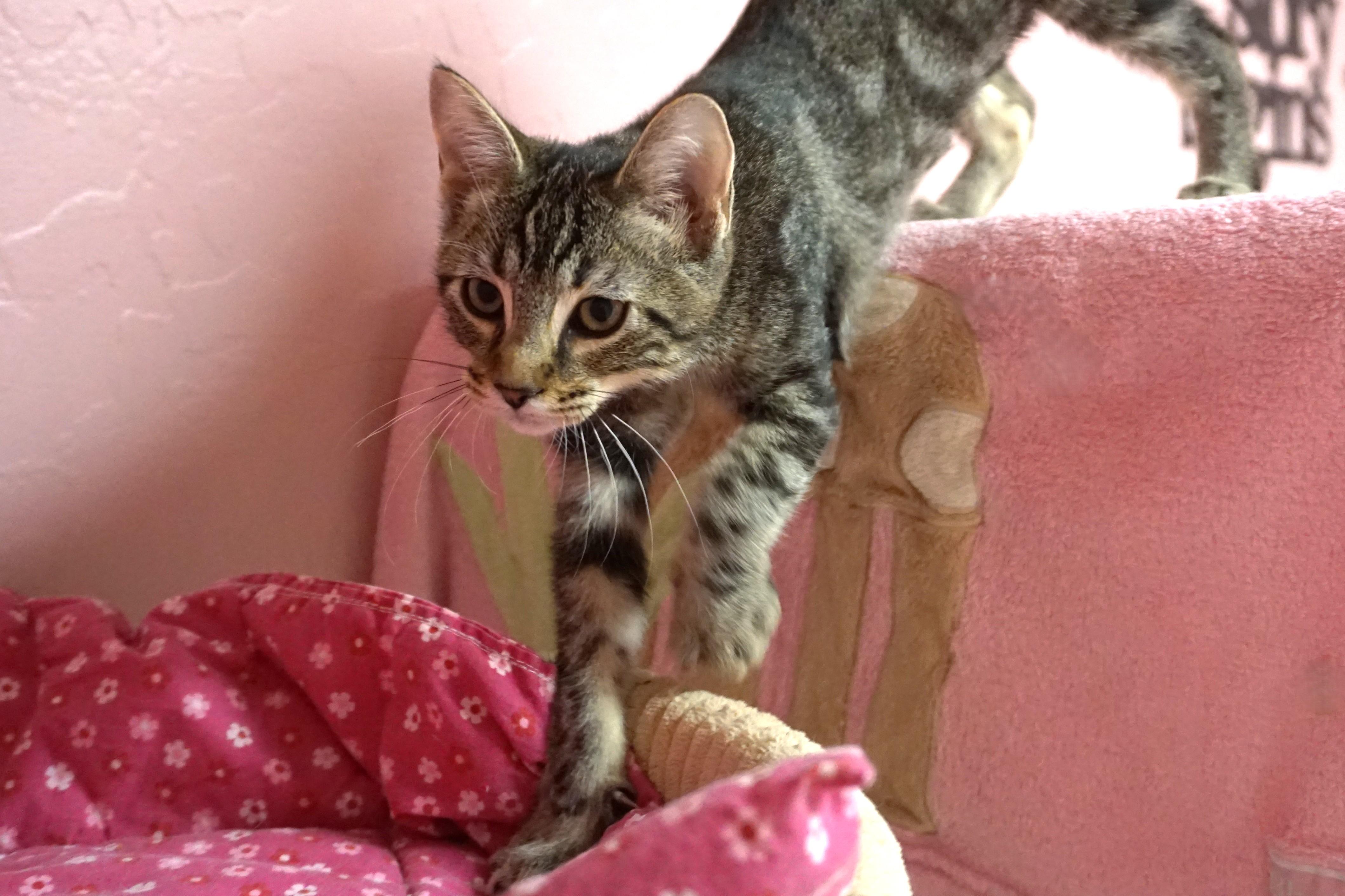 Manon, an adopted Domestic Short Hair in Fountain Hills, AZ image 3/4