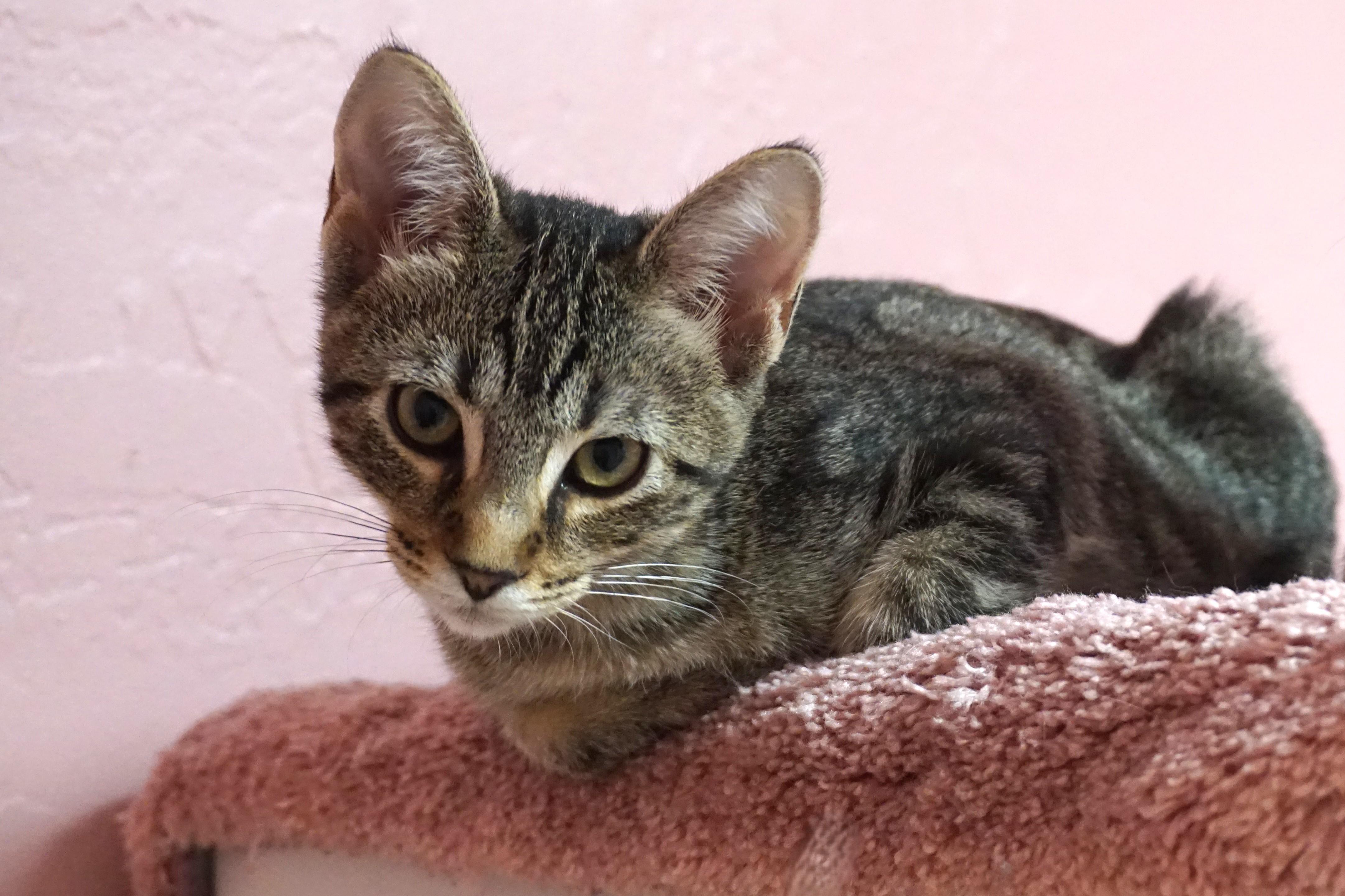 Manon, an adopted Domestic Short Hair in Fountain Hills, AZ image 2/4