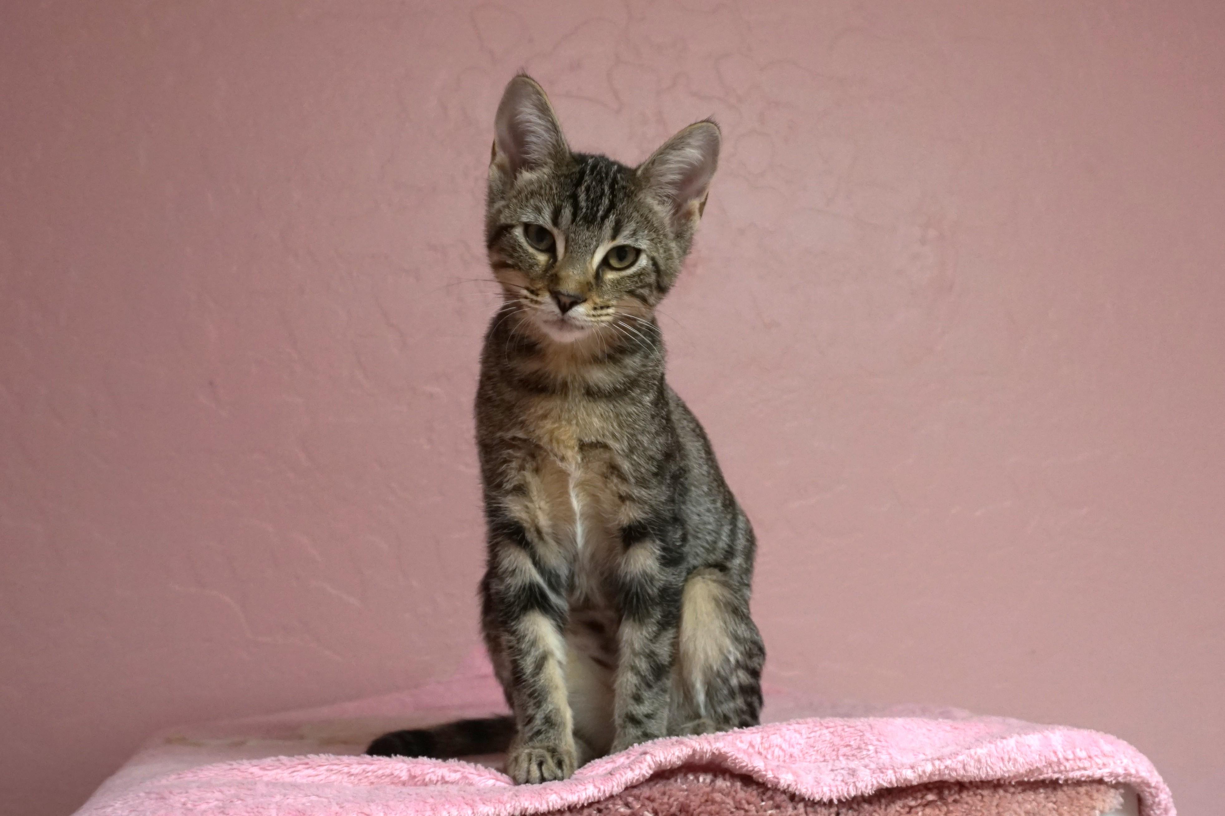 Manon, an adopted Domestic Short Hair in Fountain Hills, AZ image 4/4