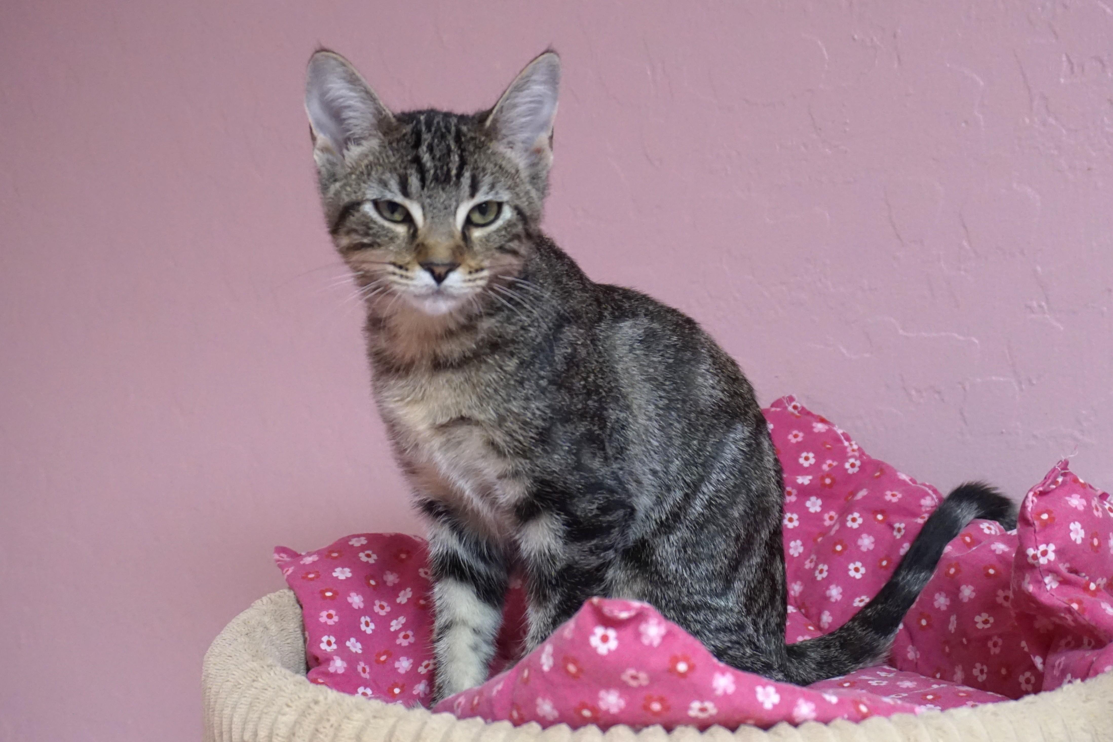 Manon, adopted, Kitten Female Domestic Short Hair.