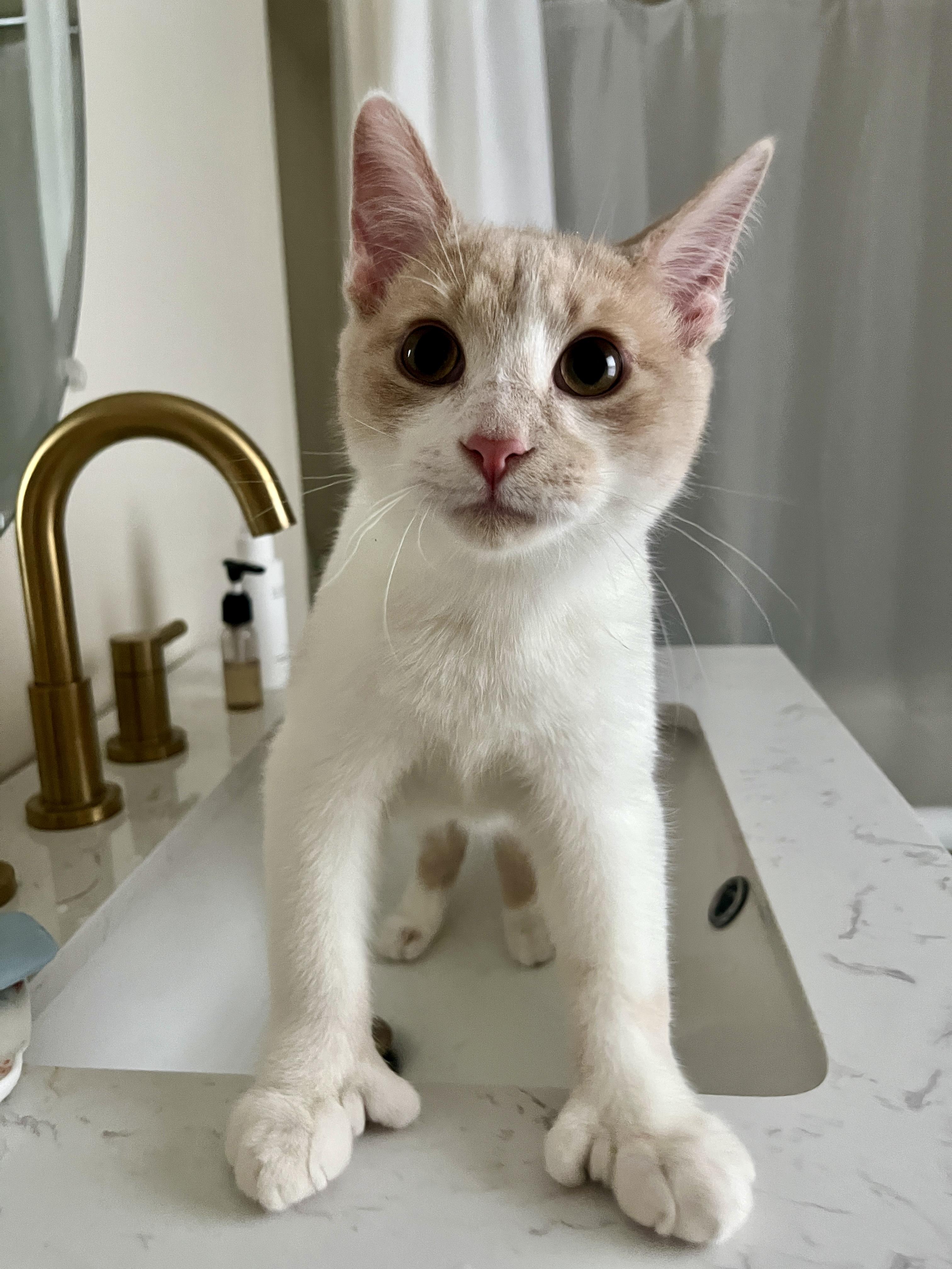 Loki, adoptable, Kitten Male Domestic Short Hair.