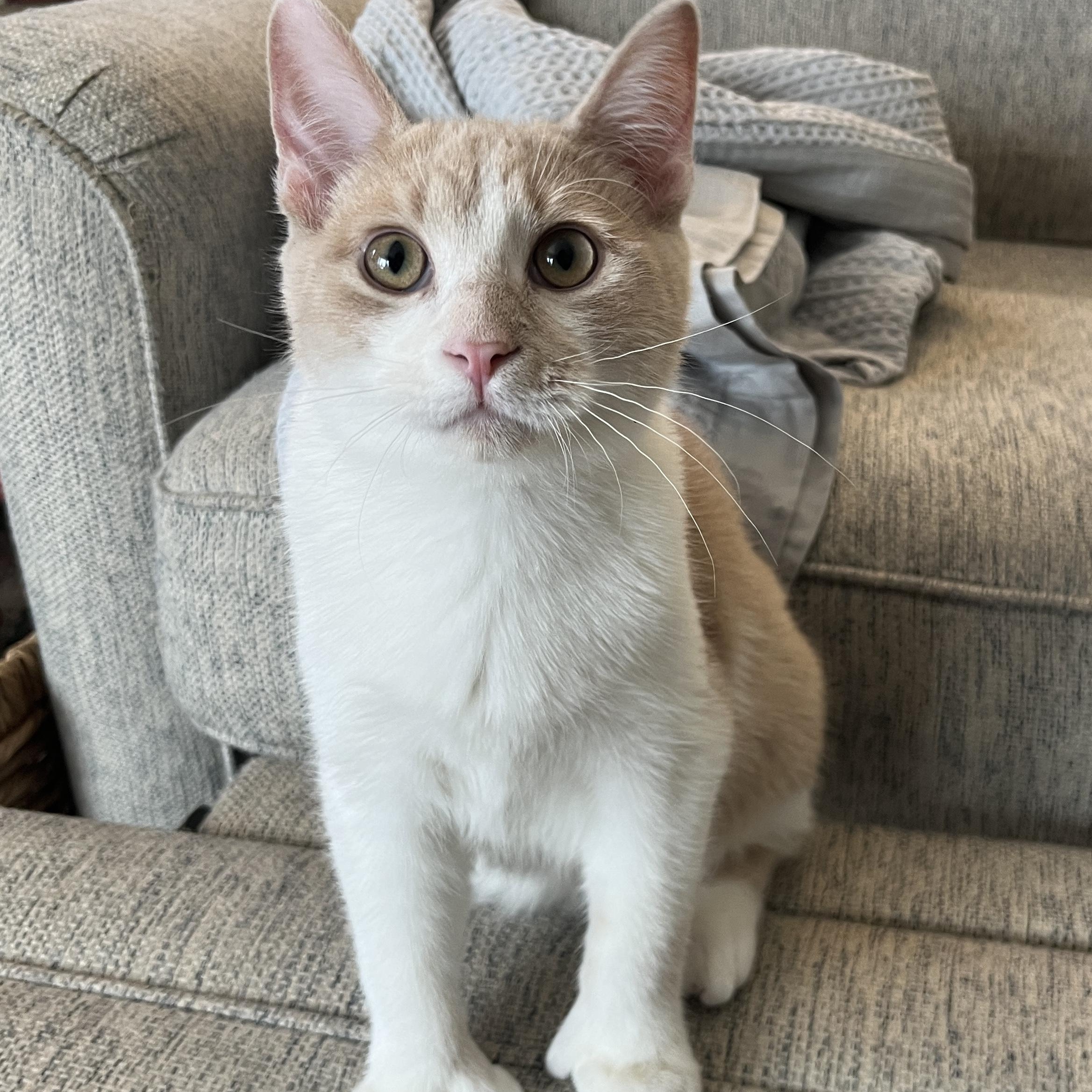 Loki, adoptable, Kitten Male Domestic Short Hair.