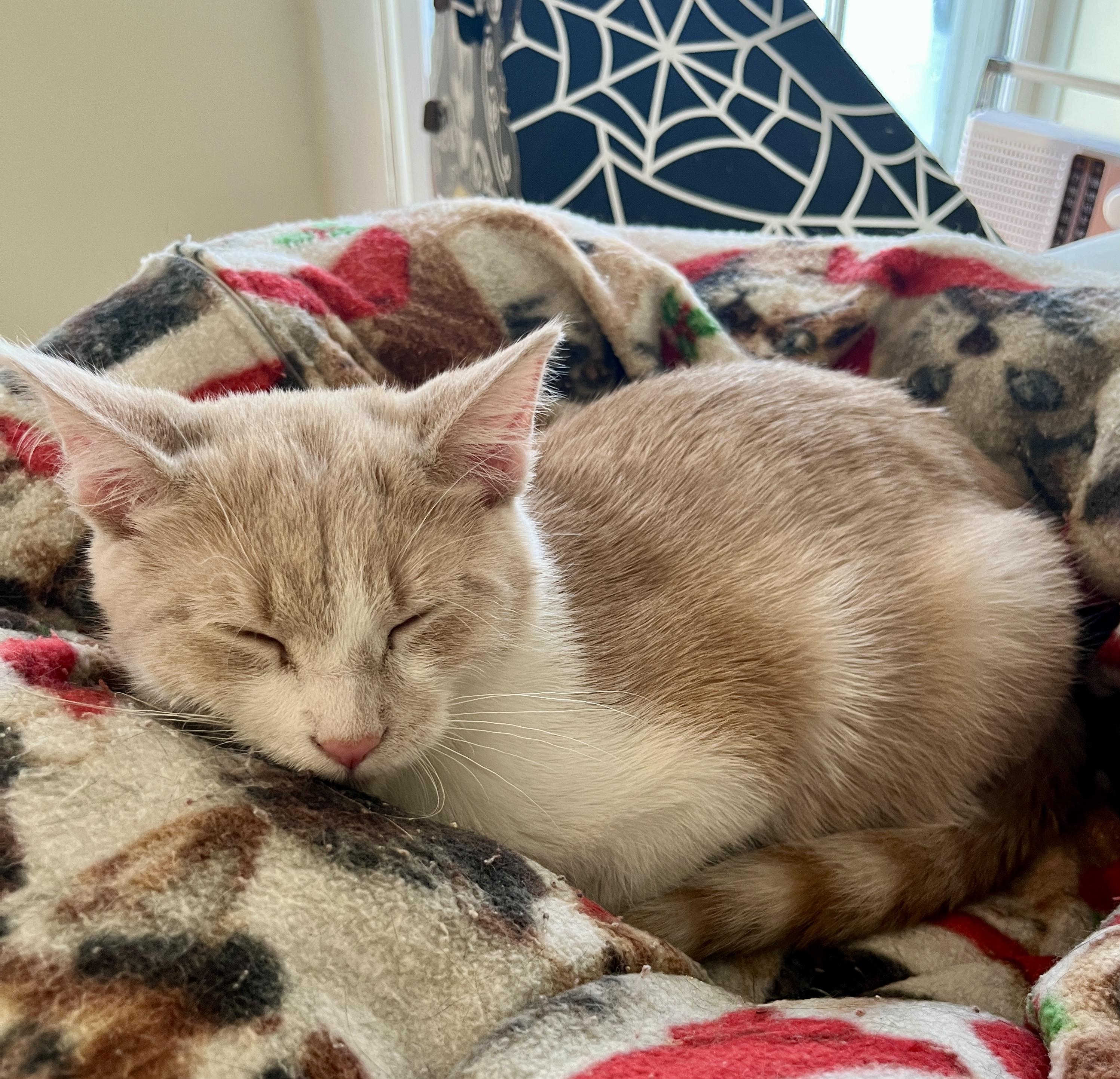 Enlarge Loki, an adoptable Domestic Short Hair in Minneapolis, MN image 2/5