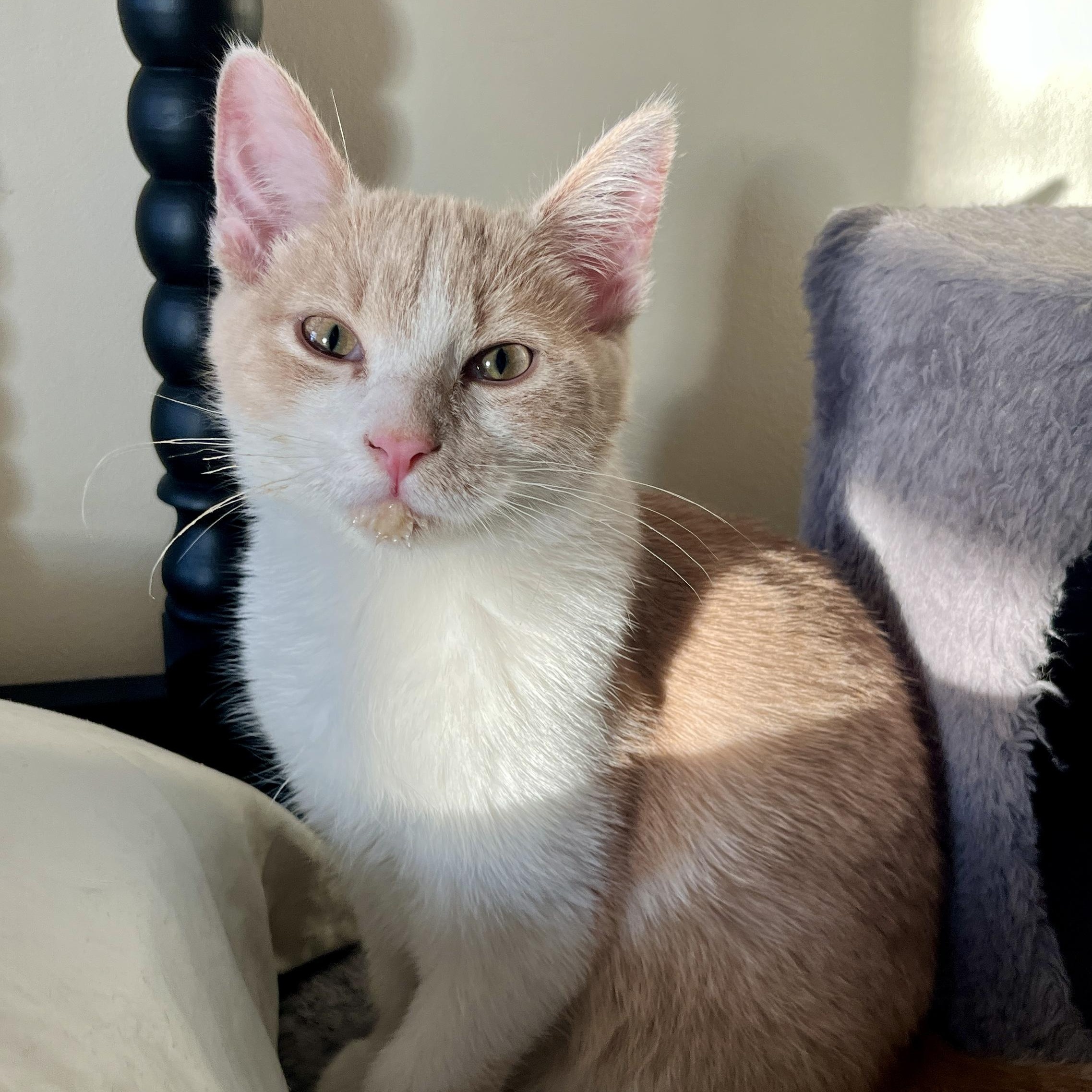 Loki, adoptable, Kitten Male Domestic Short Hair.