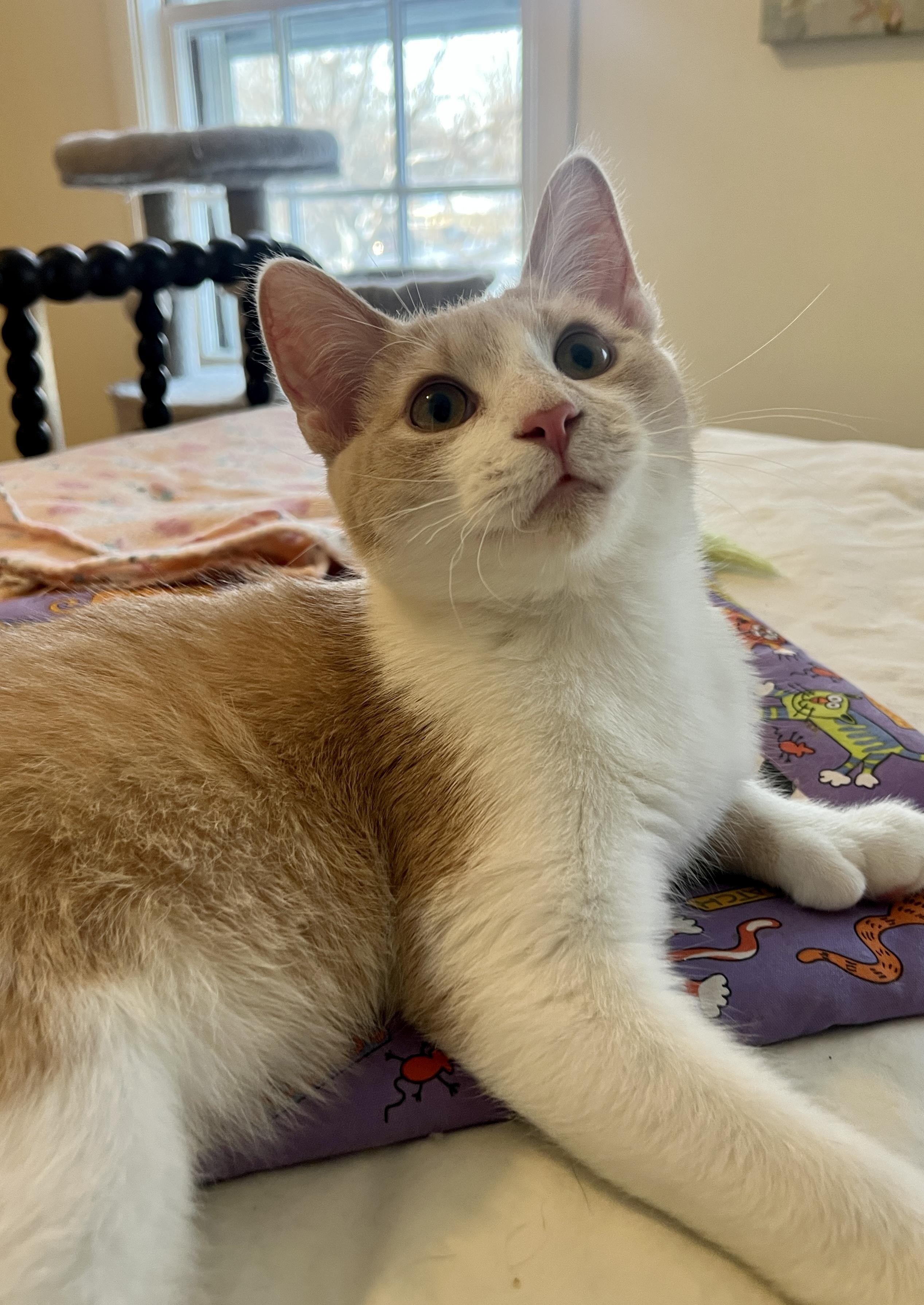 Enlarge Loki, an adoptable Domestic Short Hair in Minneapolis, MN image 4/5